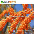 100% Natural Sea Buckthorn Juice Powder